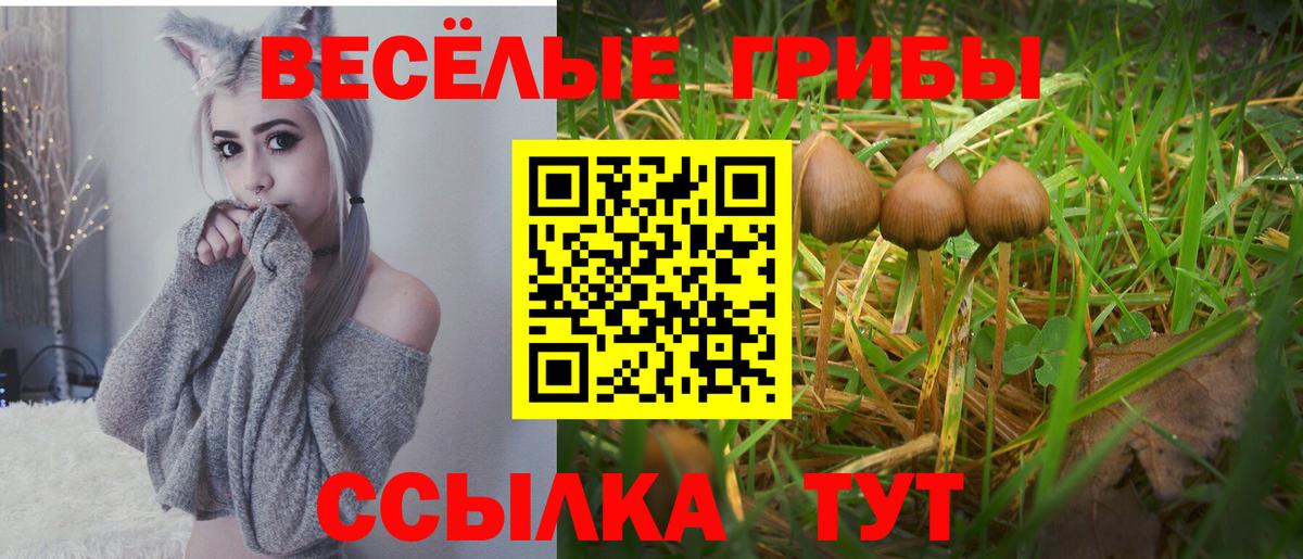 Псилоцибиновые грибы Psilocybe Муравленко